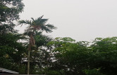 Story Image
